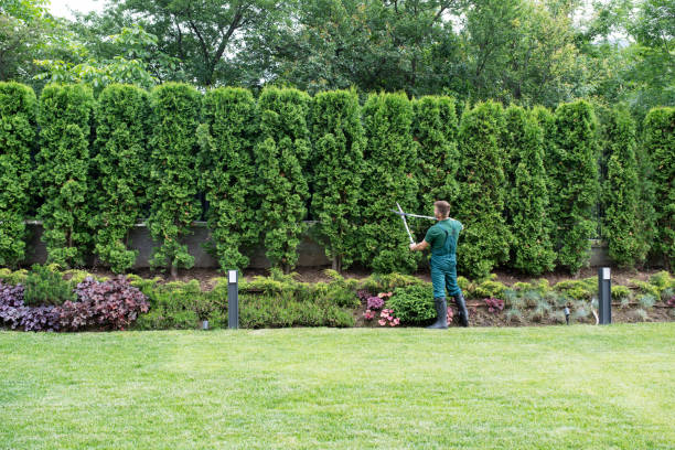 Best Sod Installation  in Rutherfordton, NC