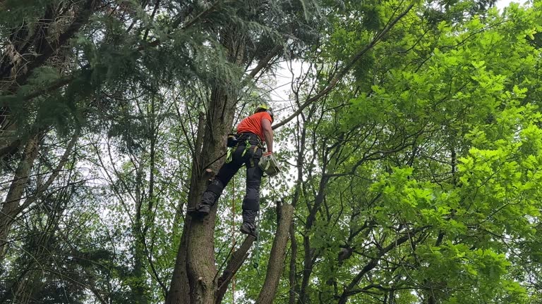 Best Emergency Tree Removal  in Rutherfordton, NC